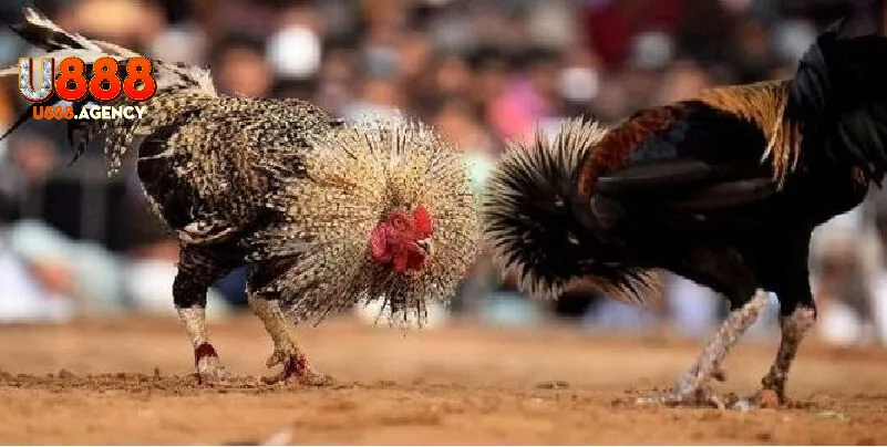 U888 – Nền Tảng Cá Cược Trực Tuyến Đẳng Cấp Quốc Tế